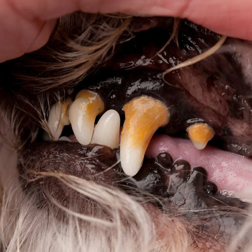 FreshWipes Kit - Protects Against Dental Diseases