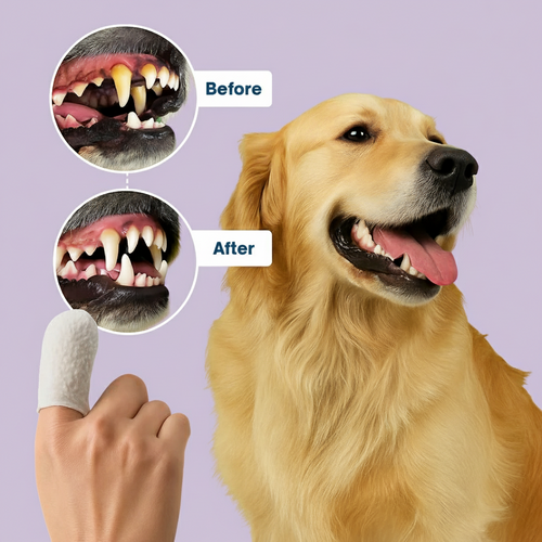 FreshWipes Kit - Protects Against Dental Diseases